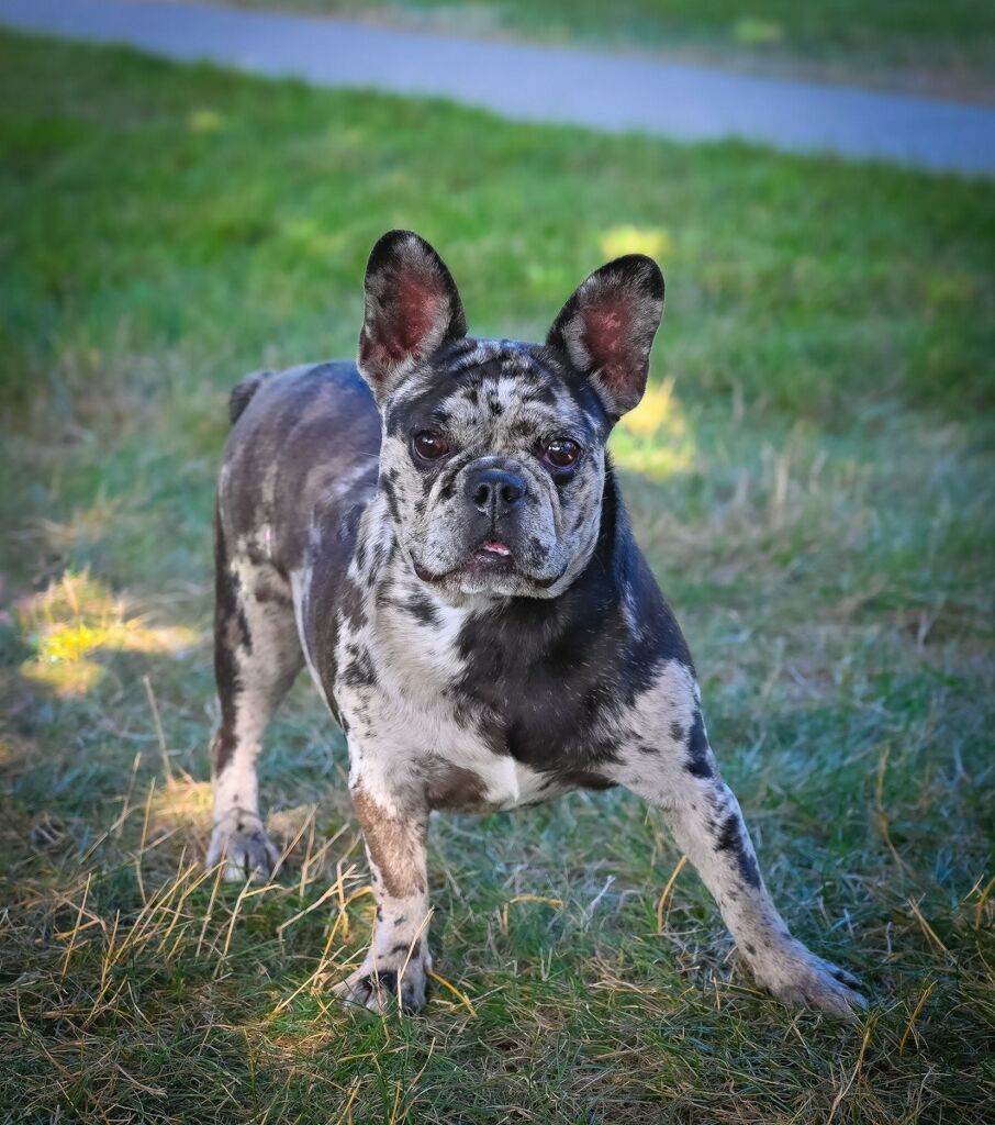 boontown-frenchie-male-2