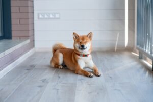 What Kennel Flooring To Use