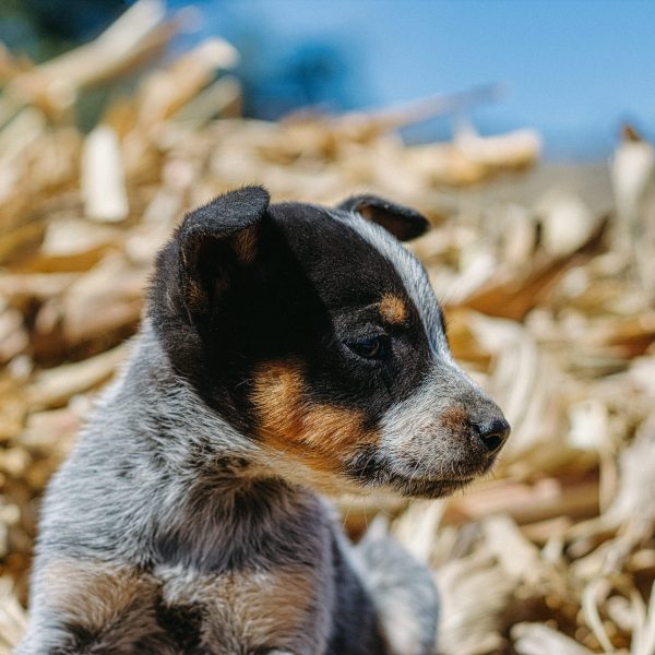 a-australian-cattle-dog-blue-heeler-puppy-full-l-2022-05-09-22-47-49-utc