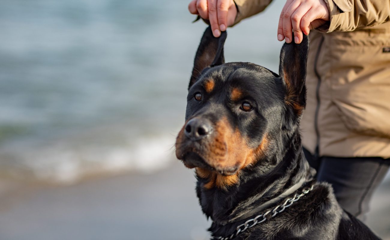 Cheerful young dark-haired girl in warm beige jacket hugs and fools around with her beloved faithful educated friend - large beauty black dog of Rottweiler breed, on sandy beach near stormy blue sea