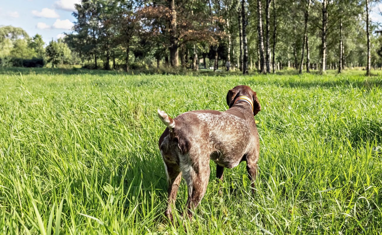 happy dog fetching a big stick.