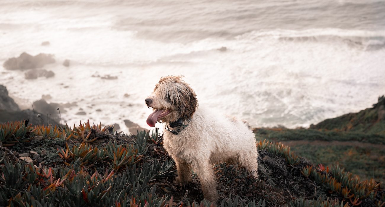 A water dog is posing happily in a hill with a wild coast landscape in the background. Concept of pets having fun in the nature