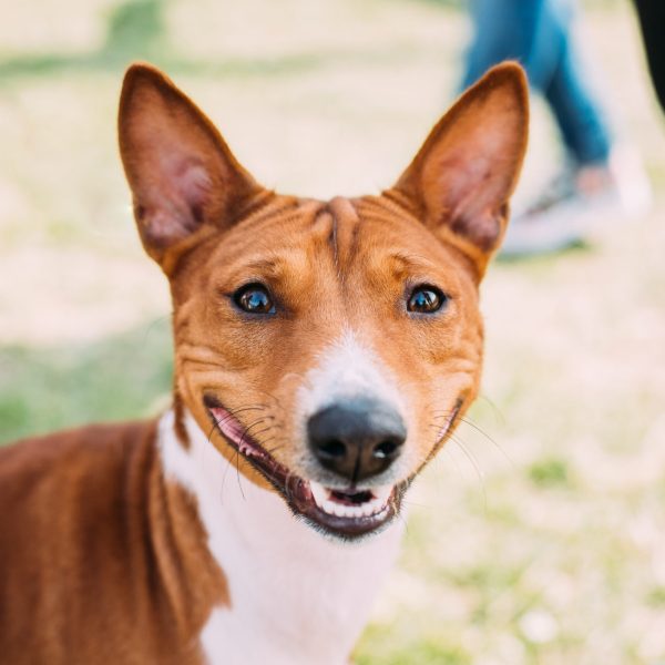 Basenji Kongo Terrier Dog. The Basenji Is A Breed Of Hunting Dog. It Was Bred From Stock That Originated In Central Africa. Smiling Dog.