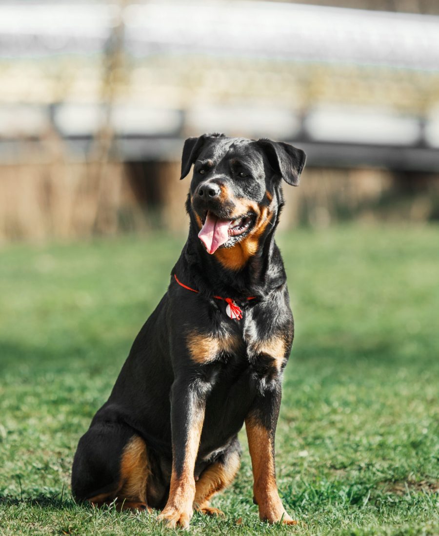 beautiful-rottweiler-dog-on-the-green-grass-2023-11-27-05-36-18-utc