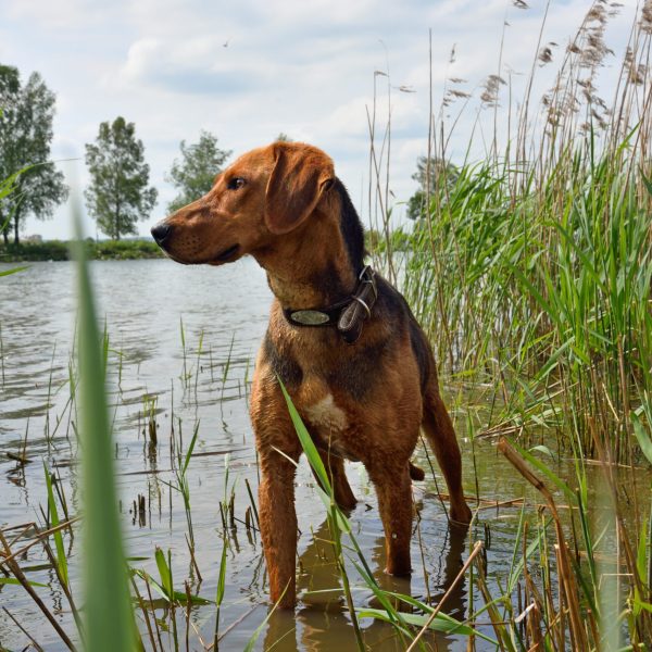 National belarusian dog breed Belarusian Gonchak hound standing in a water