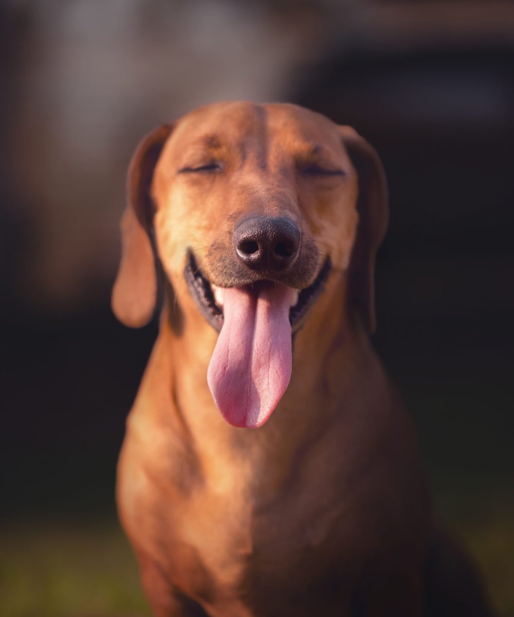 Dog smiling with eyes closed under the sunset. Depth of field with focus on the nose.