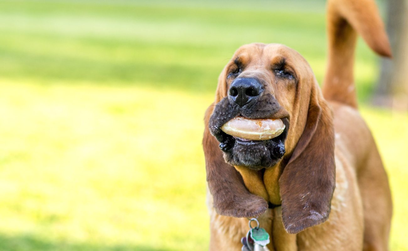 bloodhound-dog-enjoying-a-donut-2023-11-27-04-50-59-utc