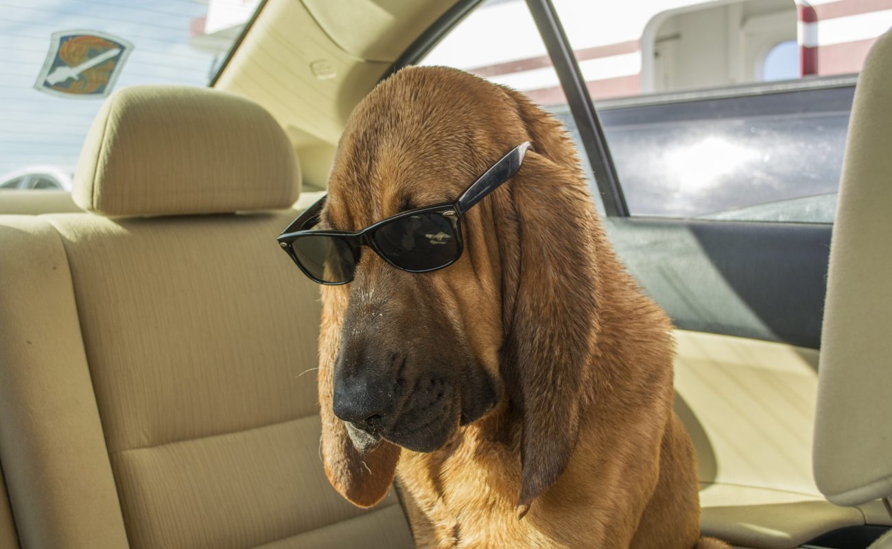 bloodhound-dog-wearing-sunglasses-2023-11-27-05-35-02-utc