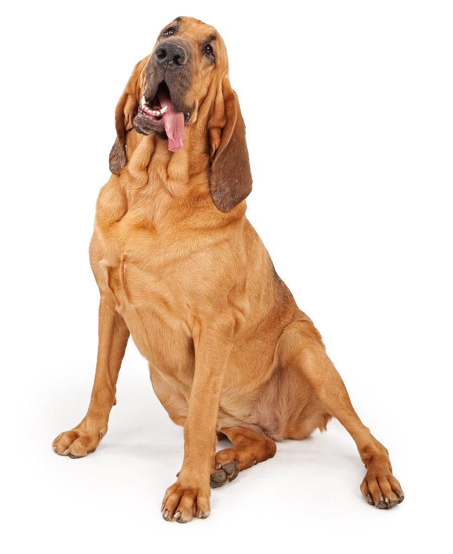 Large Bloodhound dog looking up with her tongue hanging out