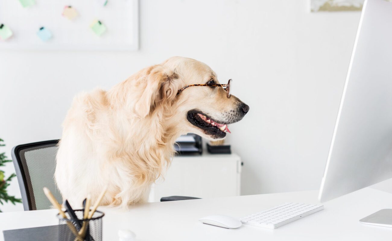 Business golden retriever dog in glasses at workspace