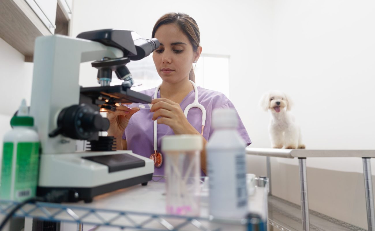 Young latina woman working as veterinary, vet during visit. Animal doctor visiting sick pet in clinic and looking into microscope. People, job, profession and animal care