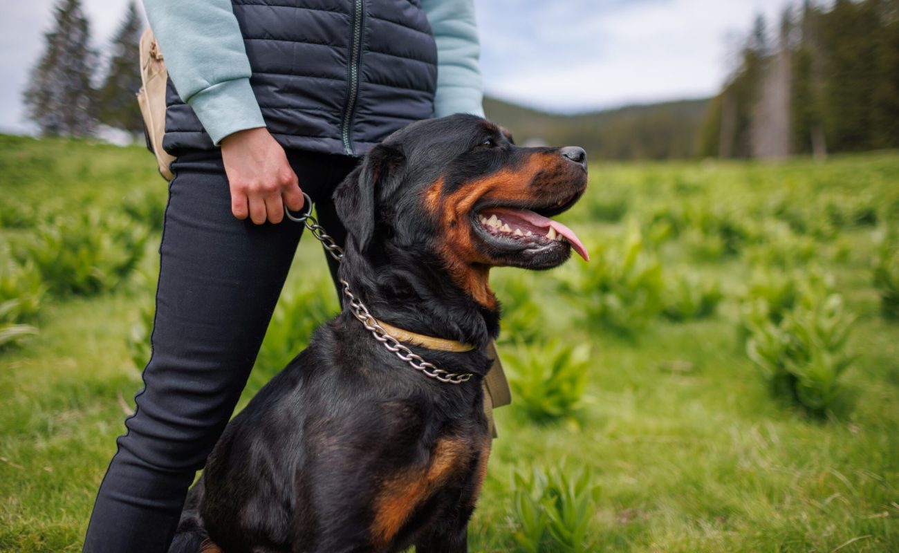 Close-up of a black pedigreed well-mannered dog friend of the Rottweiler breed with a metal collar and a long leash sits near his unknown young mistress, on a green meadow with mountain vegetation