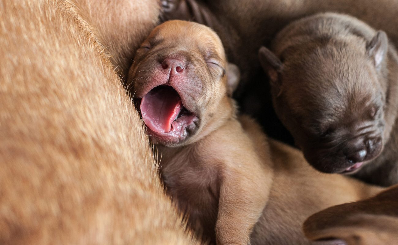 Close up of yawning newborn puppy laying with mother