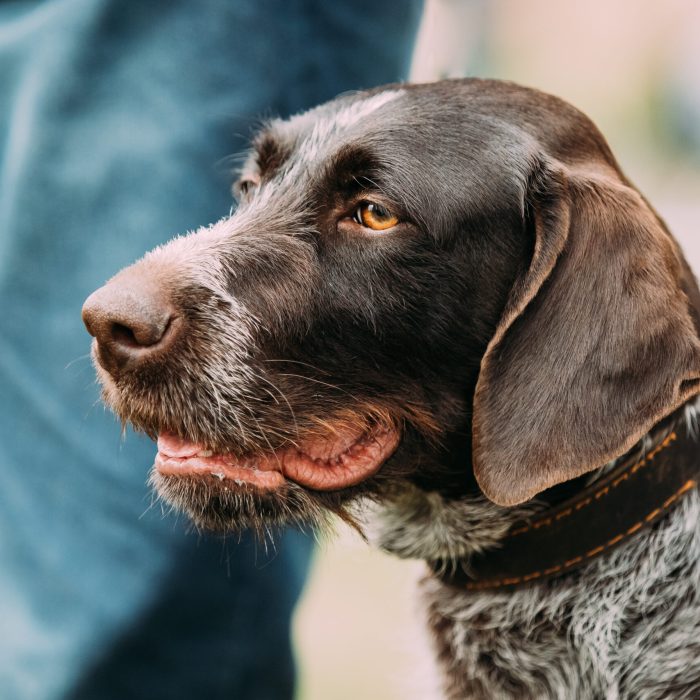 Close View Of Black German Wirehaired Pointer Dog.