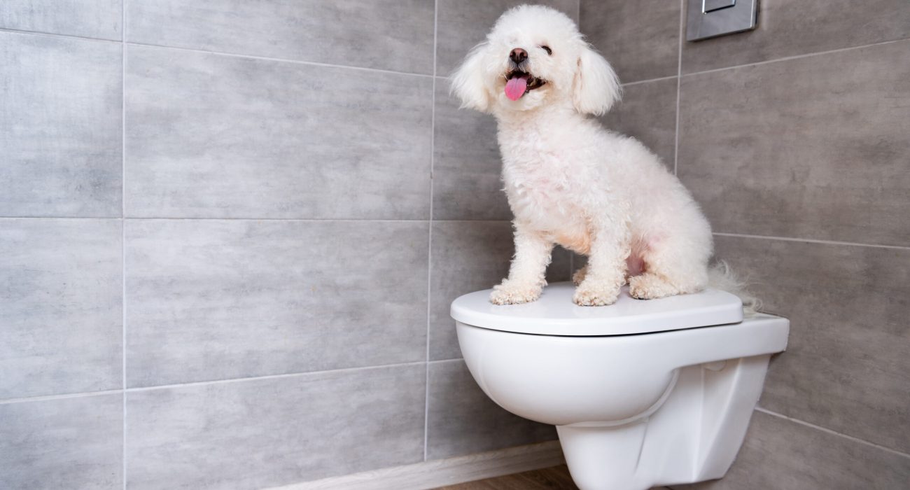 Cute bichon havanese dog sitting on closed toilet in bathroom