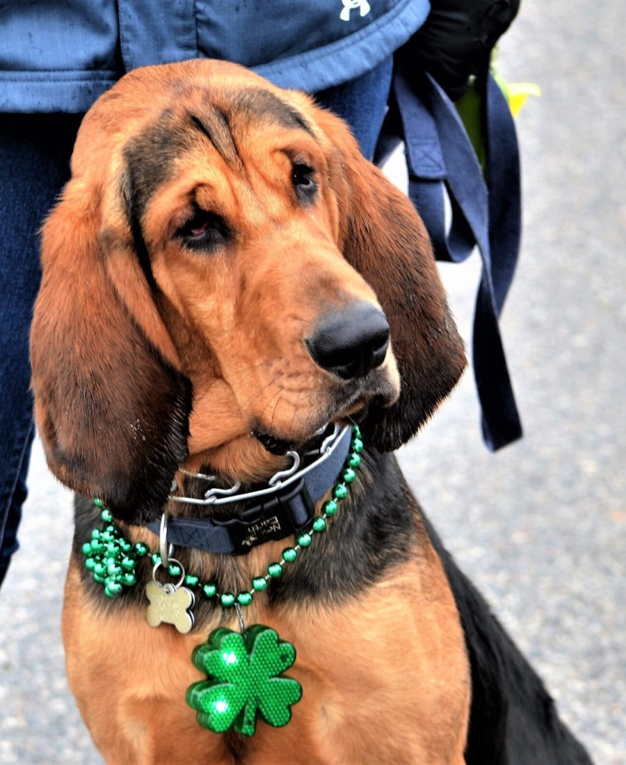 cute-pet-wearing-shamrock-necklace-for-small-town-2023-11-27-05-27-57-utc