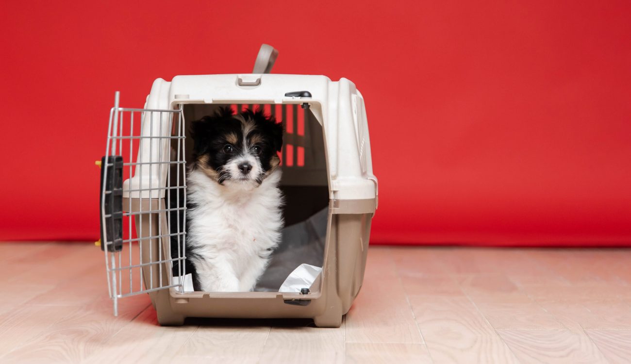 cute-puppy-inside-a-travel-carrier-box-for-animals-2023-11-27-05-01-05-utc