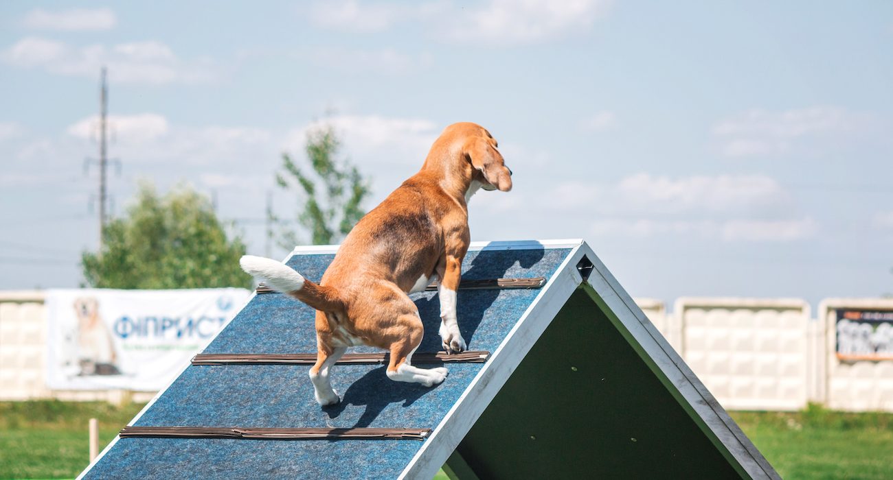 dog-in-agility-competition-set-up-in-green-grassy-2022-09-01-21-36-50-utc