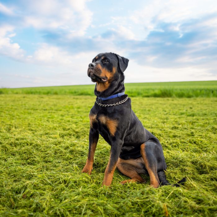 A calm serious guard dog of the Rottweiler breed with a metal chain around his neck sits on a wide grassy green meadow and looks into the distance, in the wild against a cloudy blue sky