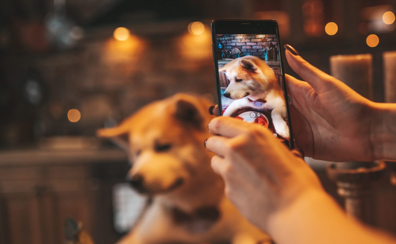 december noel tree at home. Dog owner using wireless technology mobile device social media take selfie of akita inu by new year garlands lights xmas