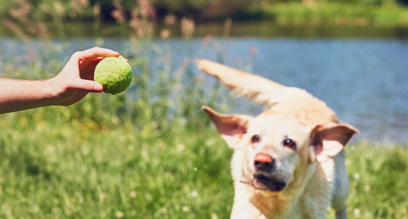 Man playing with his dog. Happy labrador retriever running for tennis ball.