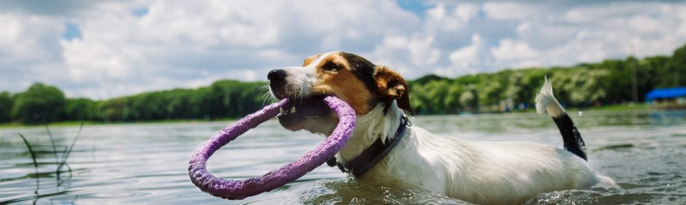 small dog breed the Jack Russell Terrier swims in the lake with the ring in his mouth on a summer day