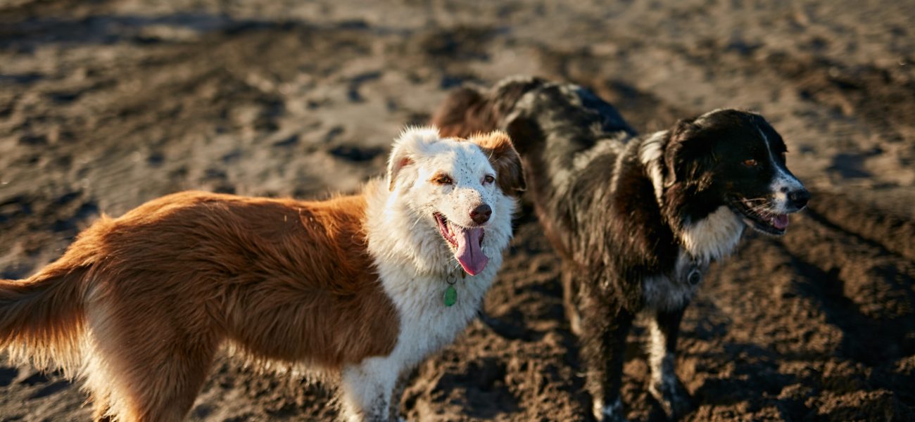 Dogs running near waving sea