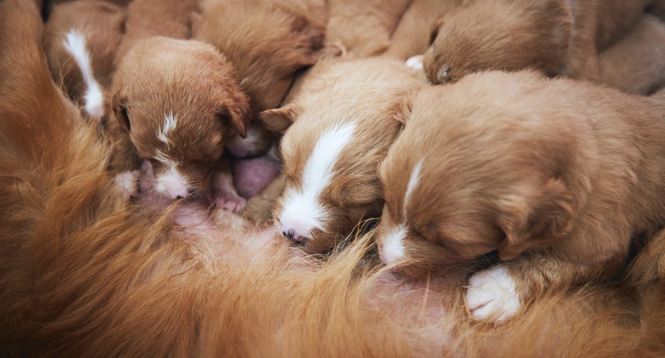 Female dog nursing cute puppies. Newborns of Nova Scotia Duck Tolling Retriever sucking breast milk.