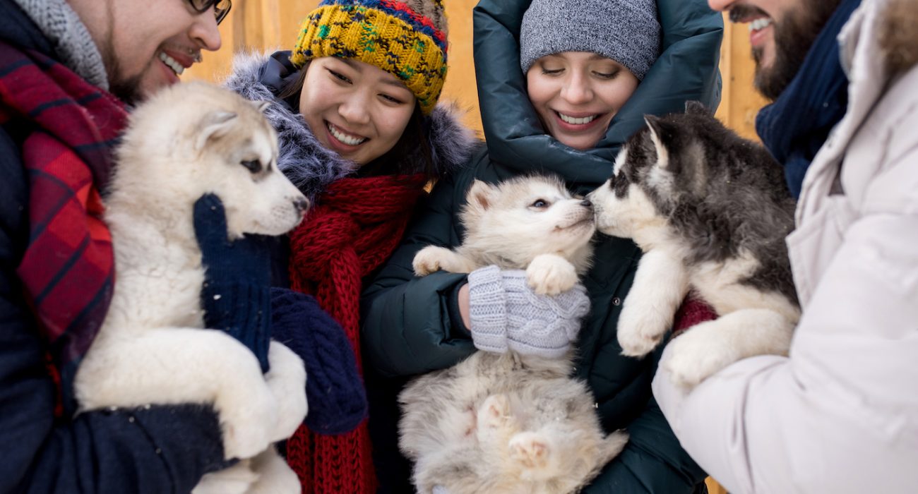 Group of young people playing with adorable husky puppies smiling happily enjoying nice winter day outdoors