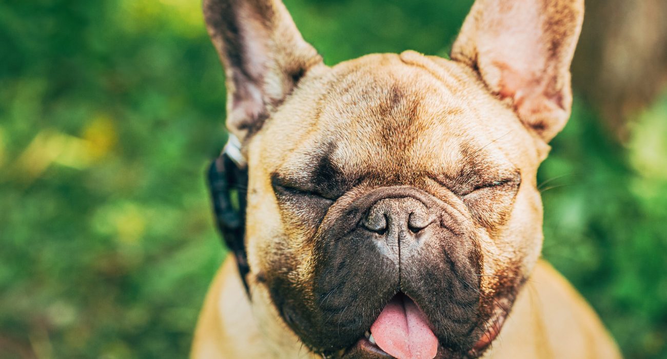 Funny Portrait Of Pet Dog French Bulldog With Closed Eyes.