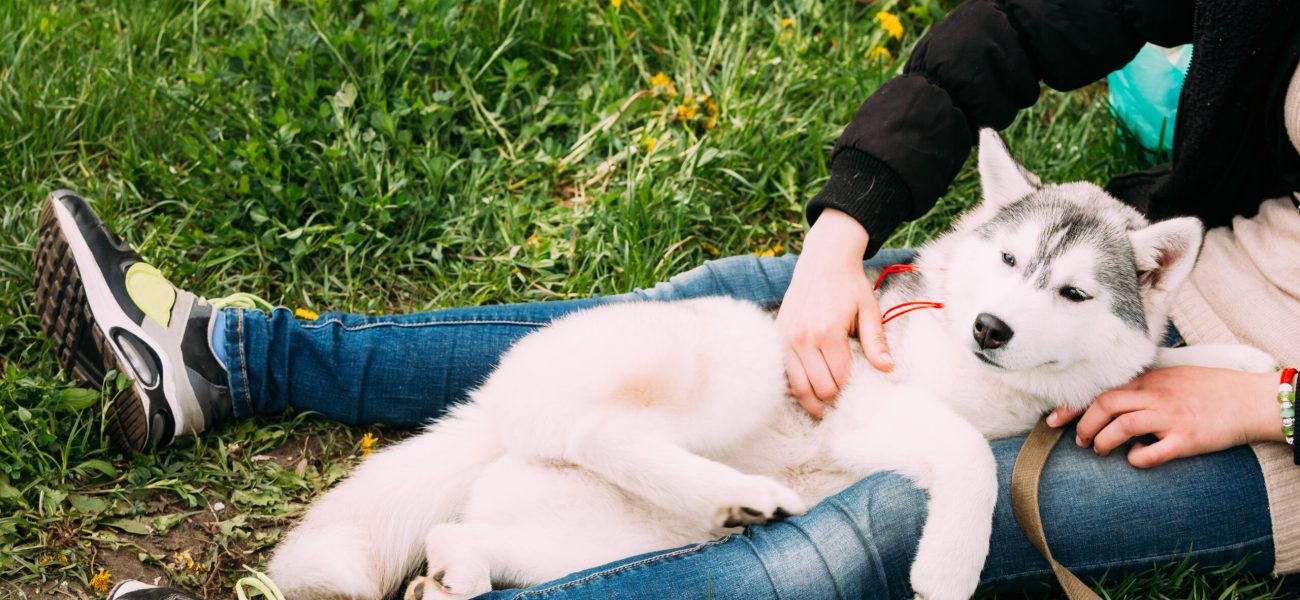 Funny Happy Young Husky Puppy Dog Sits In Girl Embrace In Green Grass In Summer Park Outdoor.