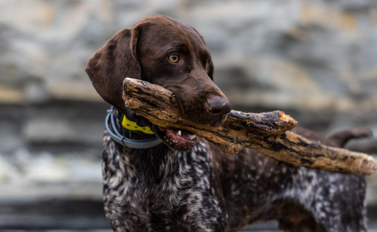 A handsome German Pointer dog standing proudly with a large stick held tightly in its jaws