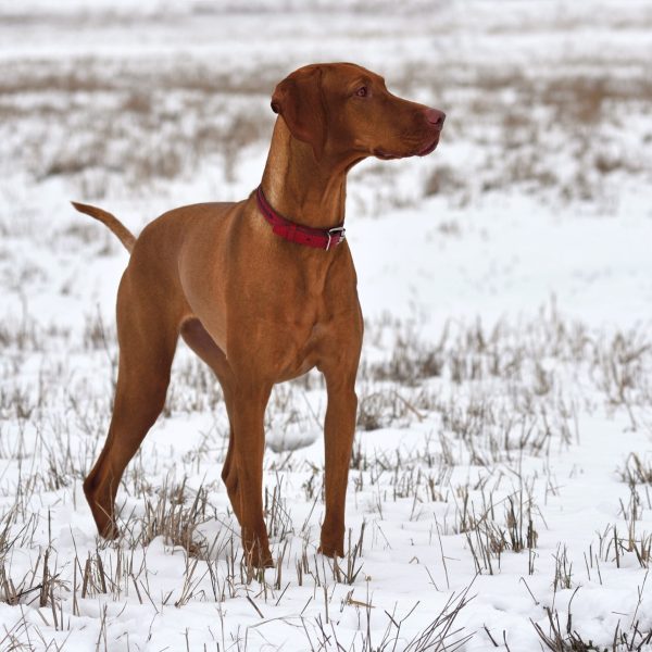 Hungarian Pointer Vizsla standing on a snow background