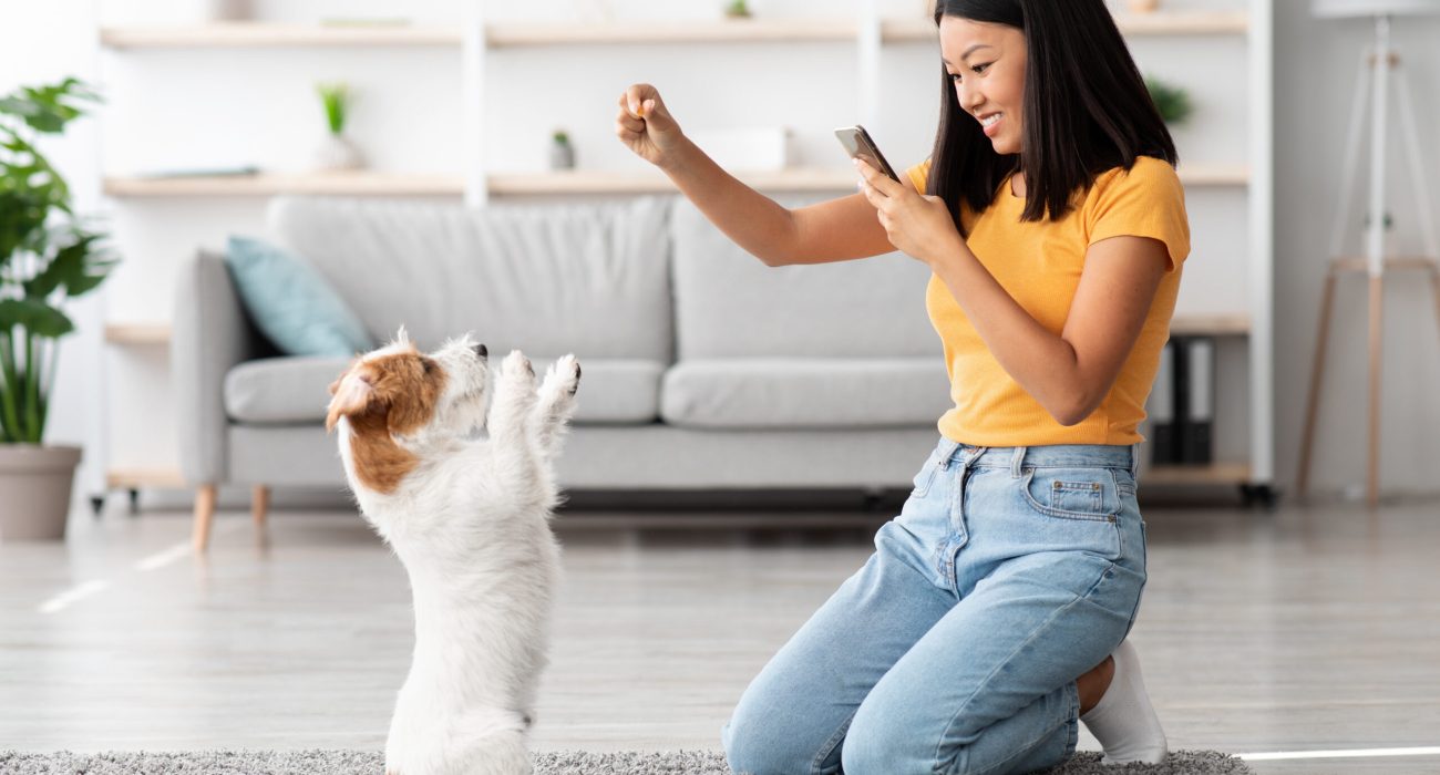 Joyful young korean woman training her fluffy puppy jack russel terrier at home, giving treats to dog standing on hind legs, side view, panorama with copy space. Obedience training for dogs concept