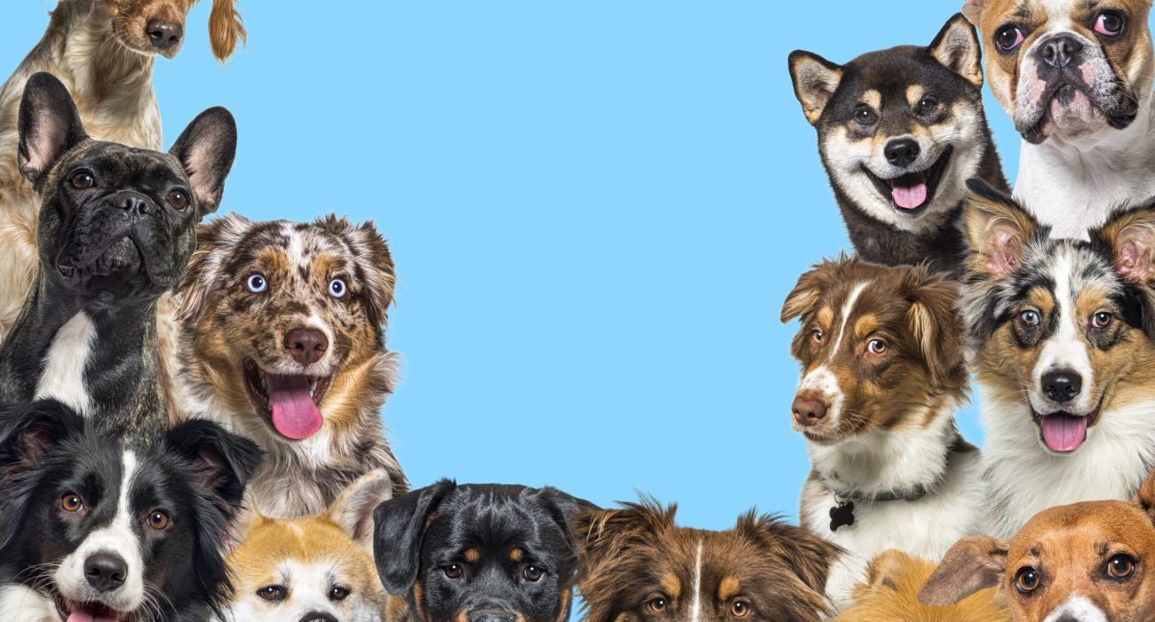 Large group of dogs looking at the camera on blue background