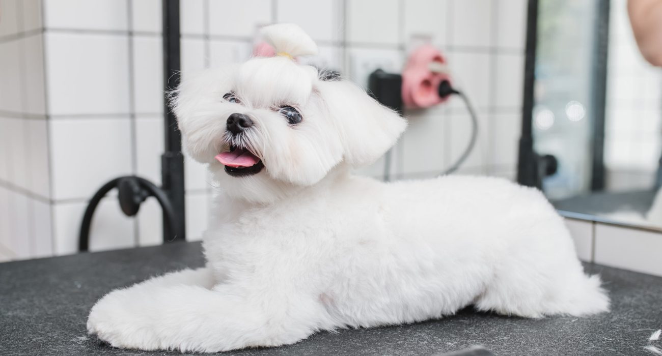 Maltese dog at grooming salon. High quality photo