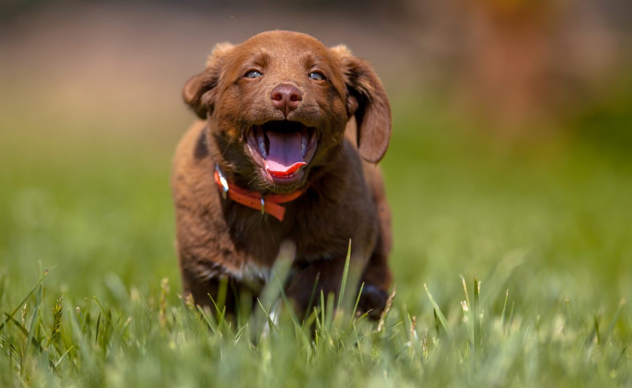 Happy Dog