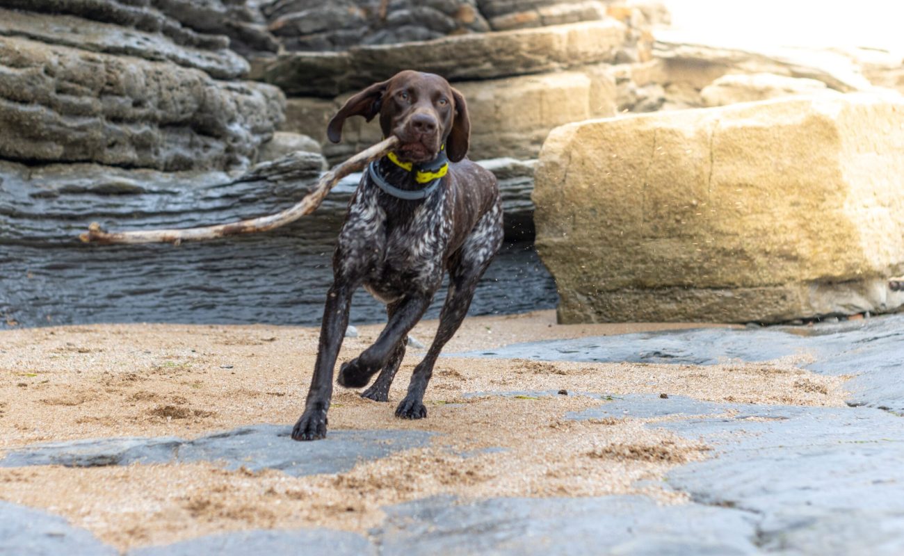 A playful Kurzhaar canine racing across the sandy shoreline holding a wooden stick