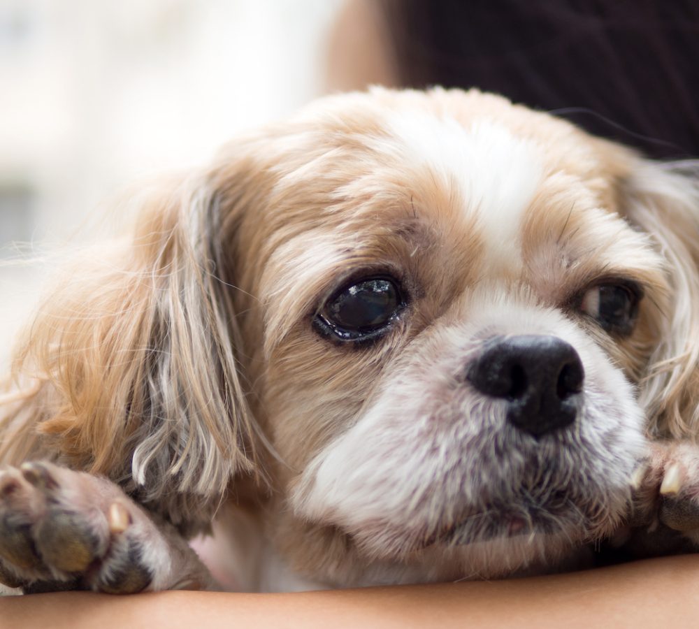 Close up portrait of a cute little Shih Tzu puppy dog