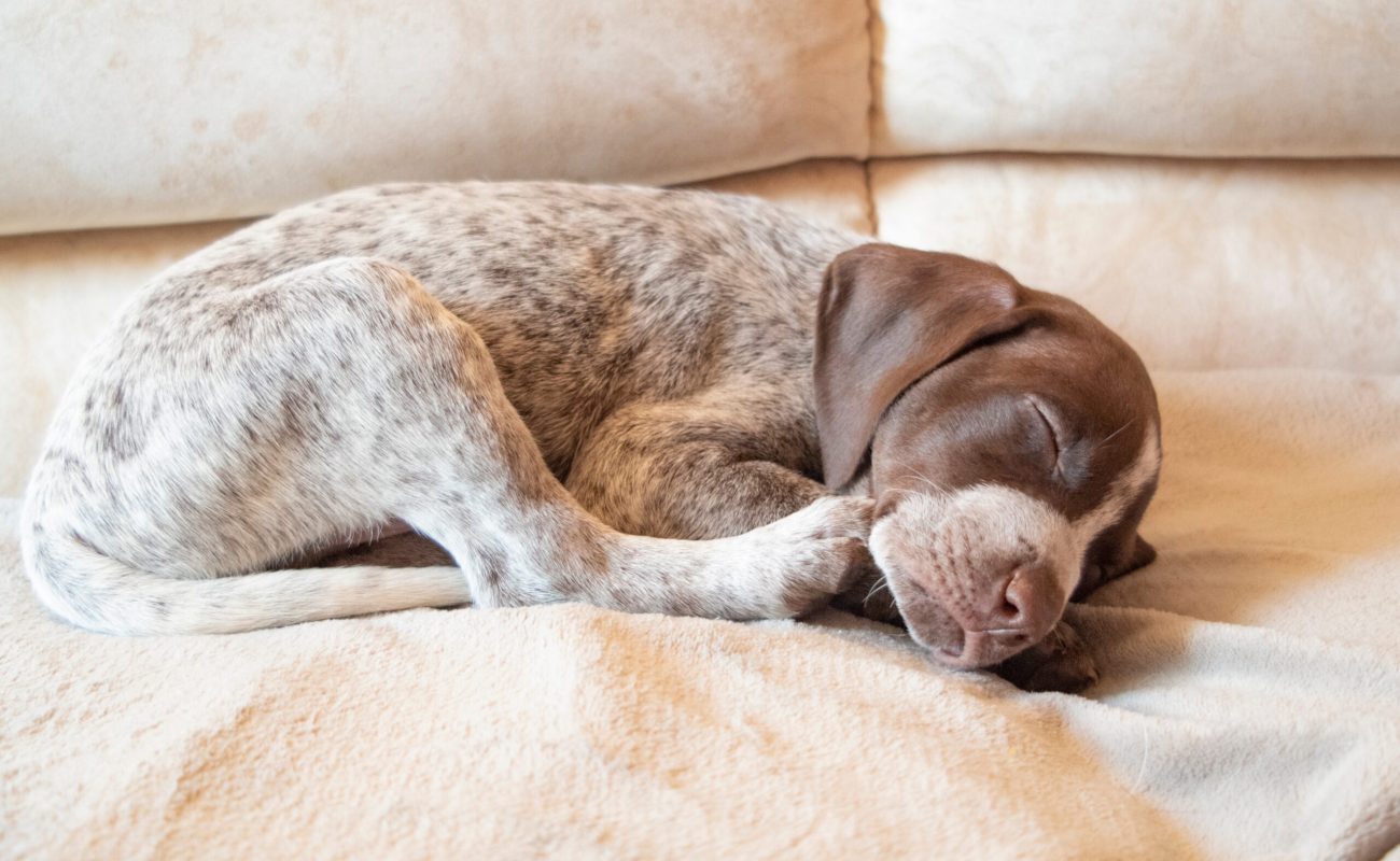 portrait-of-a-small-puppy-lying-on-the-bed-and-sle-2023-11-27-05-30-26-utc