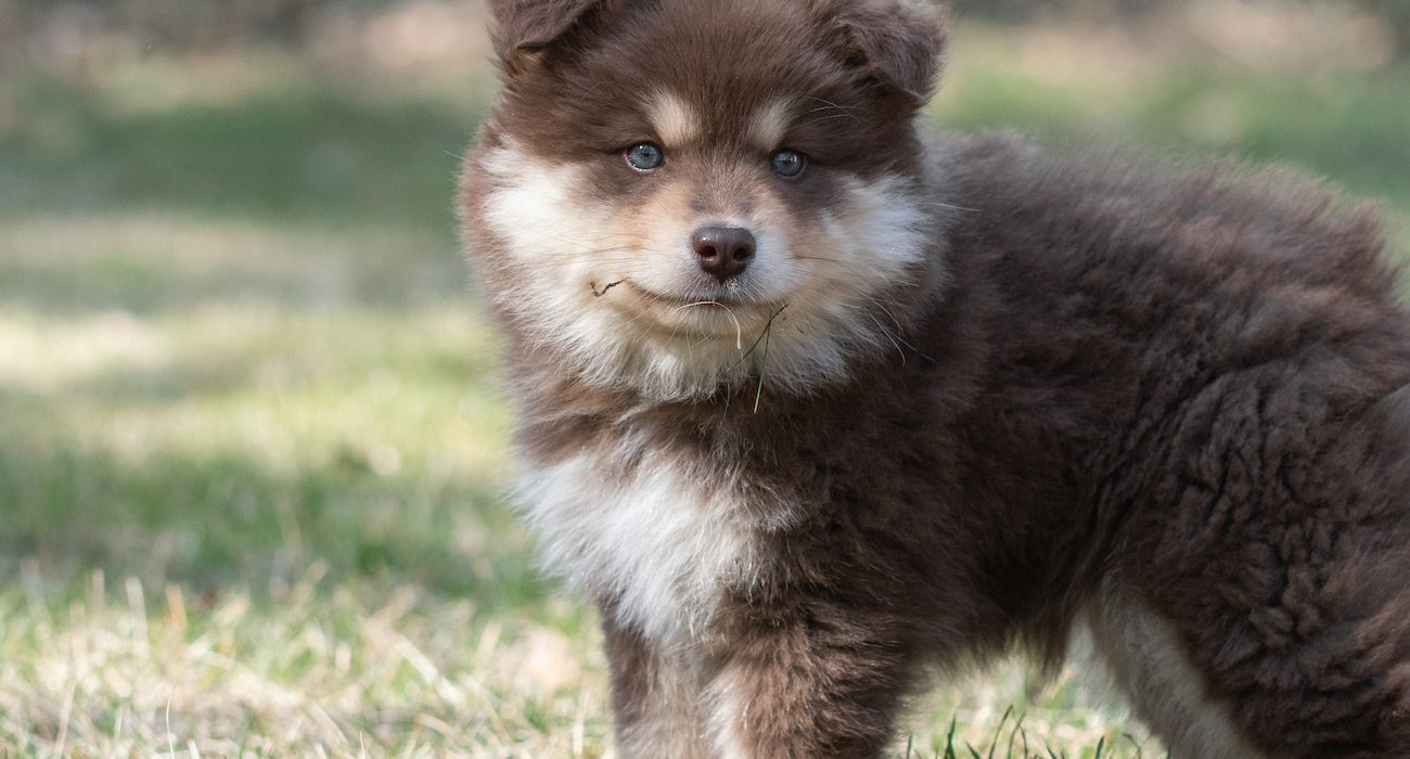 portrait-of-a-young-finnish-lapphund-dog-and-puppy-2022-11-11-16-33-24-utc