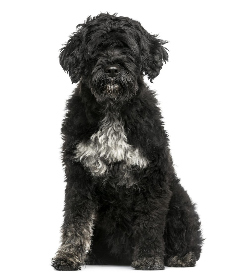 Portuguese Water Dog