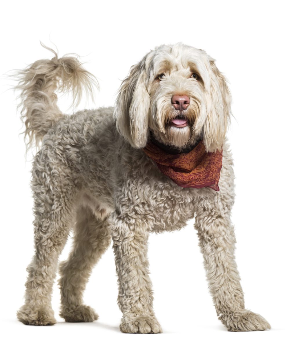 Portuguese Water Dog standing in portrait against white background