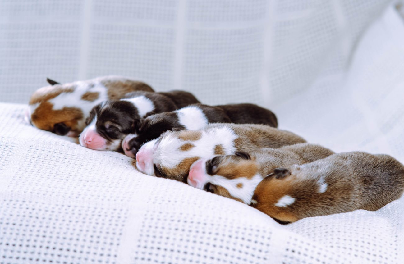 Puppies are snuggled up to each other for several days from birth , sleeping on white blanket at home. Keeping and feeding pets. Dog breeding. Veterinary care during childbirth. Raising puppies.