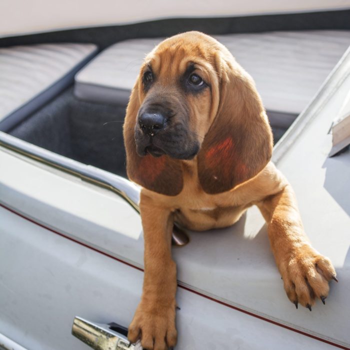 puppy-on-a-boat-2023-11-27-05-16-47-utc