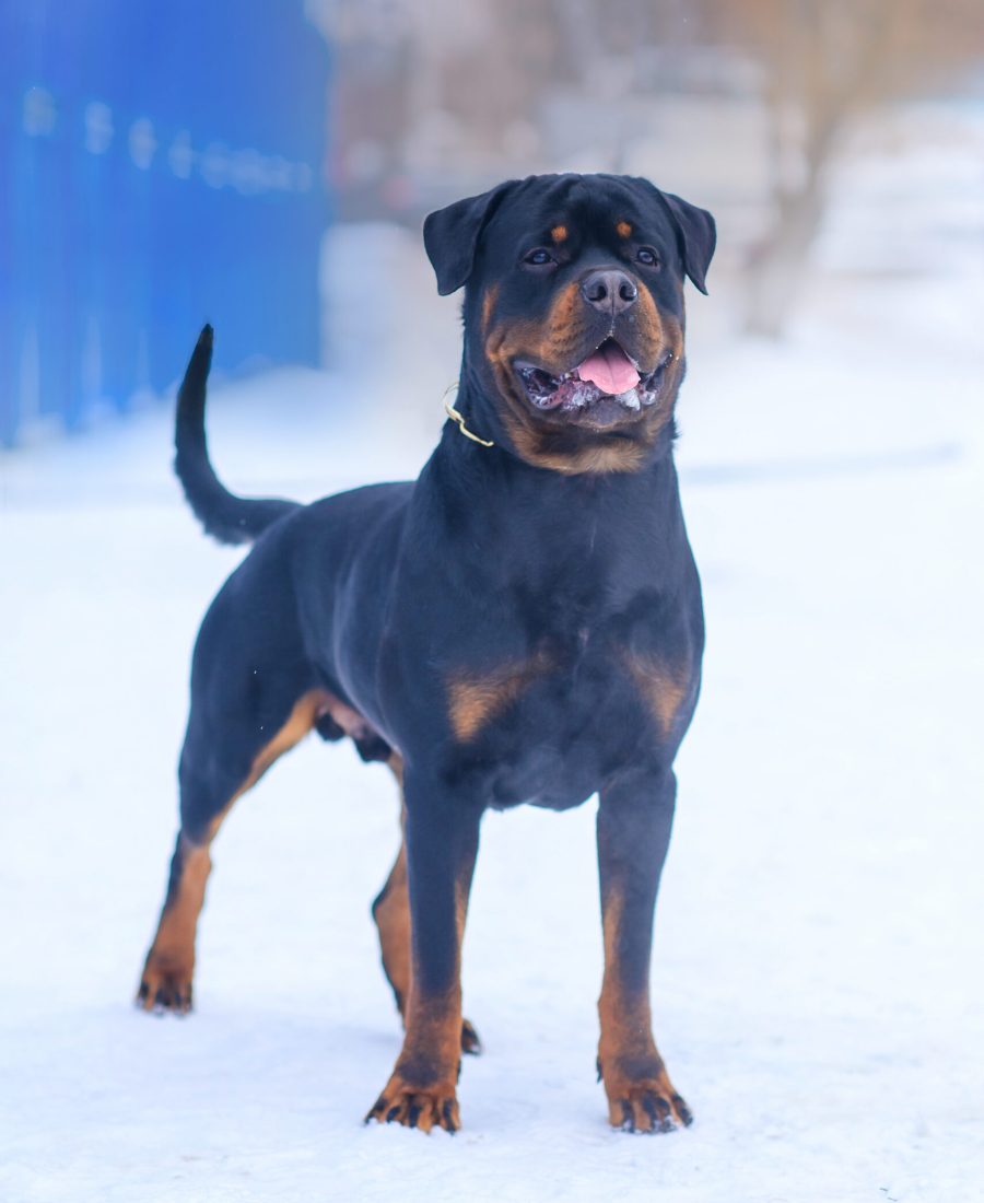 rottweiler-dog-stands-on-the-road-in-winter-on-a-f-2023-11-27-05-07-55-utc