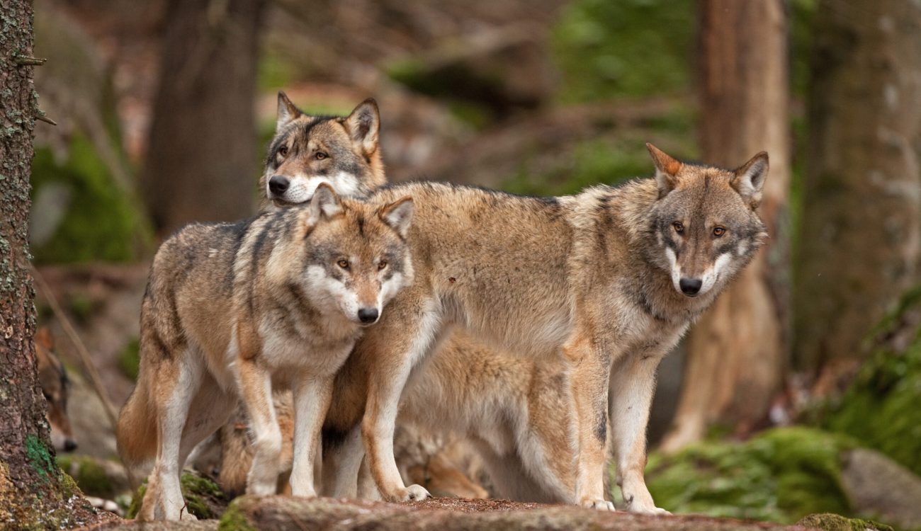 Gray,Wolf,,Grey,Wolf,,Canis,Lupus