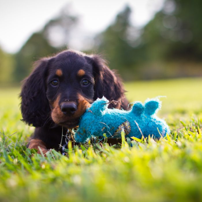 Puppy playing with a blue squeak toy