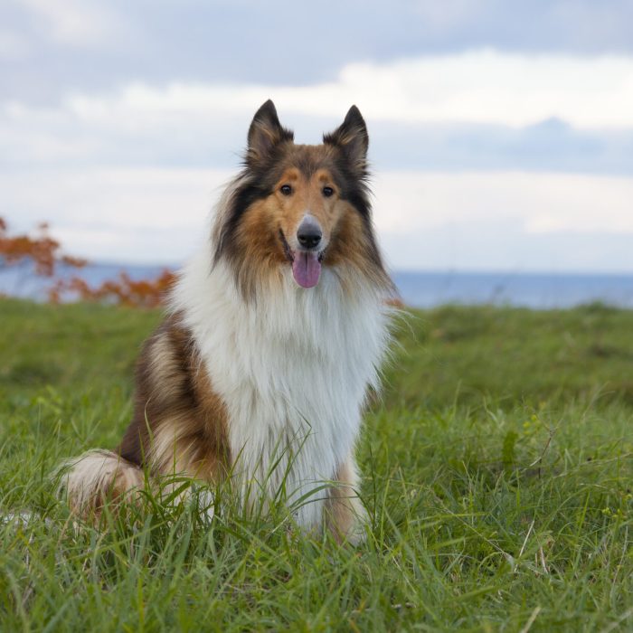 Rough,Collie,Or,Scottish,Collie,Over,Nature,Background