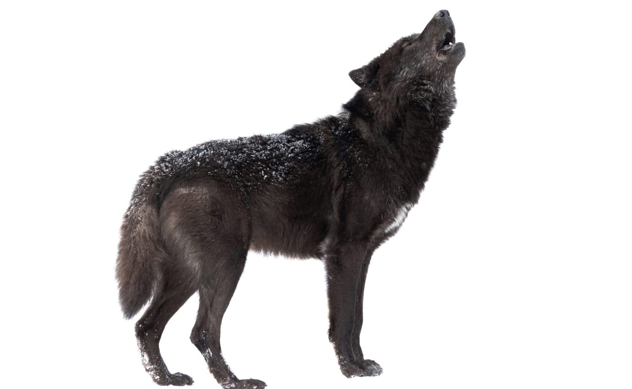 Howling,Wolf,Winter,Isolated,On,A,White,Background.